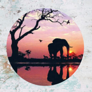 ART TO GO@Latevis "Art Safari" am Sa 28.02. um 18:00 Uhr